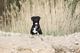 CANE CORSO 437